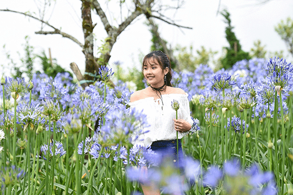 Triệu đóa hồng tô điểm thành phố trong mây Fansipan Legend ảnh 11