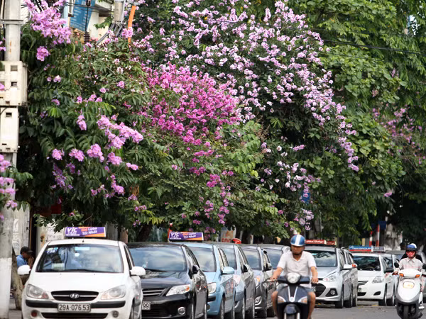 Hà Nội vào hè với sắc tím bằng lăng, đỏ phượng vĩ ảnh 1