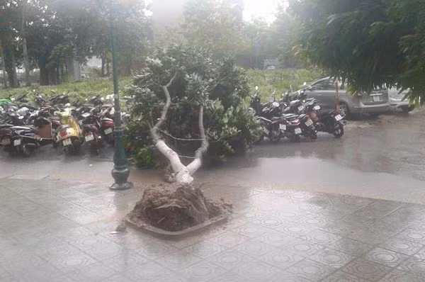 Bão số 1 vào đất liền, nhiều cây gãy đổ đè vào ô tô, xe máy ảnh 8