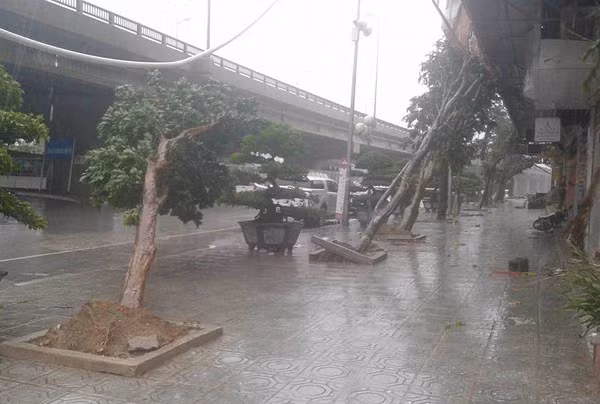 Bão số 1 vào đất liền, nhiều cây gãy đổ đè vào ô tô, xe máy ảnh 7