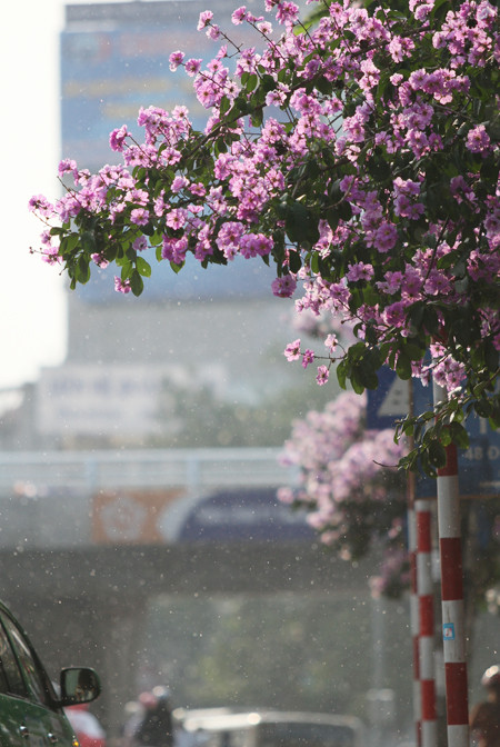 Hà Nội vào hè với sắc tím bằng lăng, đỏ phượng vĩ ảnh 2