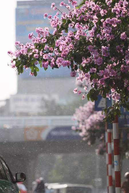 Hà Nội vào hè với sắc tím bằng lăng, đỏ phượng vĩ ảnh 2