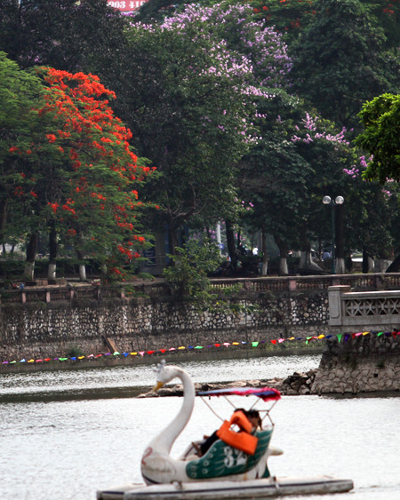 Hà Nội vào hè với sắc tím bằng lăng, đỏ phượng vĩ ảnh 11