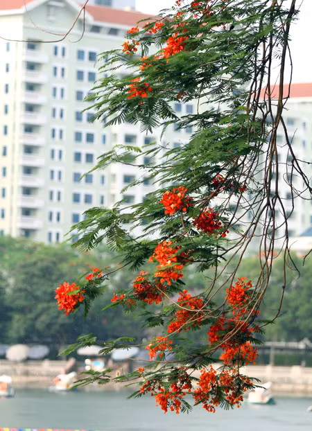 Hà Nội vào hè với sắc tím bằng lăng, đỏ phượng vĩ ảnh 9