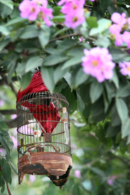 Hà Nội vào hè với sắc tím bằng lăng, đỏ phượng vĩ ảnh 4