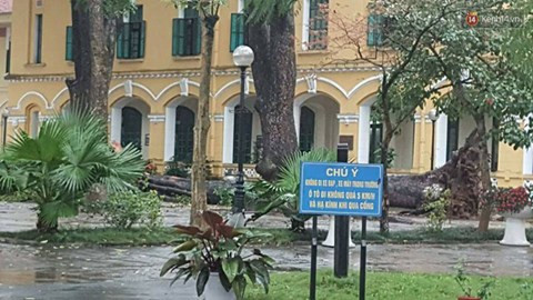 Cây đổ làm nữ sinh Chu Văn An gãy chân tay: Hà Nội rà soát cây xanh trong nhà trường ảnh 1