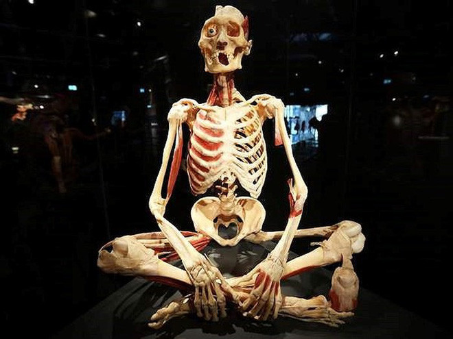 Đóng cửa tạm thời triển lãm xác người gây tranh cãi tại TP.HCM ảnh 2 Đóng cửa tạm thời triển lãm xác người gây tranh cãi tại TP.HCM ảnh 2