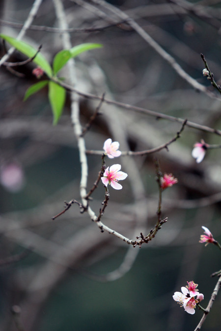 Du khách đổ xô về "thiên đường hoa tam giác mạch" ảnh 11