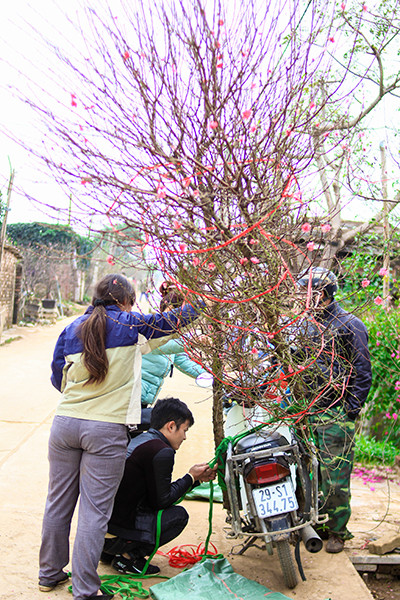 Những sắc hoa Tết ngập tràn phố phường Hà Nội ảnh 4