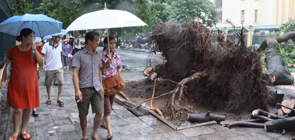 Xà cừ cổ thụ bật gốc, đổ chắn ngang đường Triệu Quốc Đạt ảnh 3