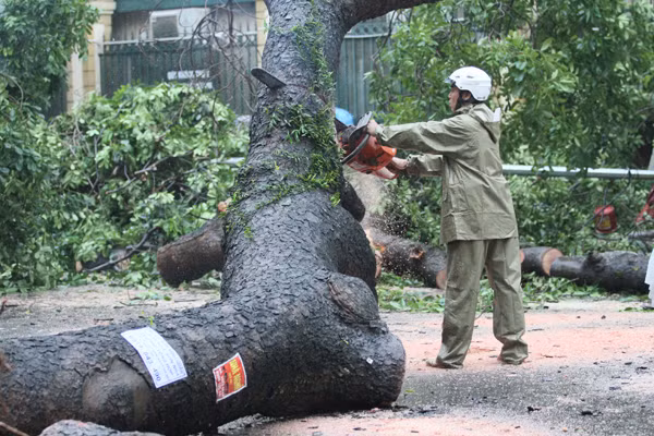 Xà cừ cổ thụ bật gốc, đổ chắn ngang đường Triệu Quốc Đạt ảnh 5