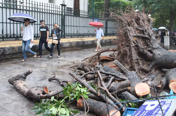 Xà cừ cổ thụ bật gốc, đổ chắn ngang đường Triệu Quốc Đạt ảnh 8