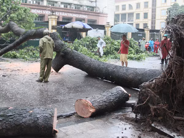 Xà cừ cổ thụ bật gốc, đổ chắn ngang đường Triệu Quốc Đạt ảnh 2
