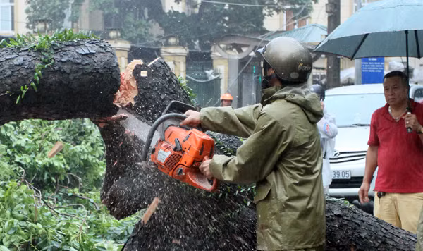 Xà cừ cổ thụ bật gốc, đổ chắn ngang đường Triệu Quốc Đạt ảnh 6