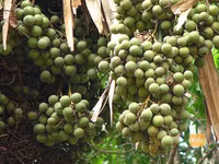 Những loài thực vật kỳ thú nhất hành tinh