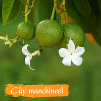 Những loài thực vật kỳ thú nhất hành tinh