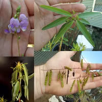 Những loài thực vật kỳ thú nhất hành tinh