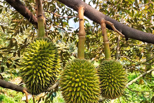 Phó Thủ tướng chỉ đạo điều tra, làm rõ thông tin mua bán, gian lận mã số vùng trồng