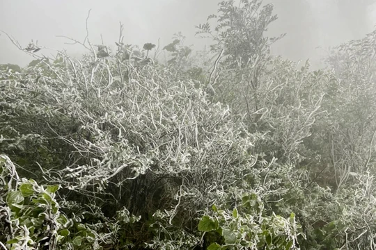 Không khí lạnh liên tiếp tràn về, Bắc bộ rét đậm, rét hại kéo dài 