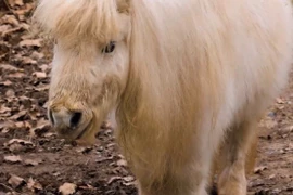 Chuyện lạ xứ Wales: Ngựa lùn nhận nuôi cừu non mồ côi