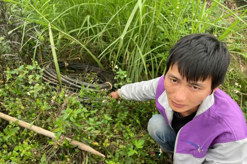 Cắt trộm dây điện của hệ thống đèn chiếu sáng công cộng