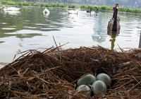 Tận mắt ngắm đàn thiên nga đẻ trứng ở hồ Thiền Quang