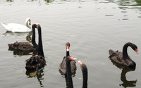 Tận mắt ngắm đàn thiên nga đẻ trứng ở hồ Thiền Quang