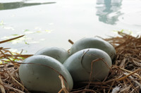 Tận mắt ngắm đàn thiên nga đẻ trứng ở hồ Thiền Quang