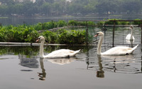 Tận mắt ngắm đàn thiên nga đẻ trứng ở hồ Thiền Quang