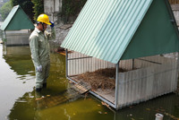 Tận mắt ngắm đàn thiên nga đẻ trứng ở hồ Thiền Quang