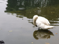 Tận mắt ngắm đàn thiên nga đẻ trứng ở hồ Thiền Quang