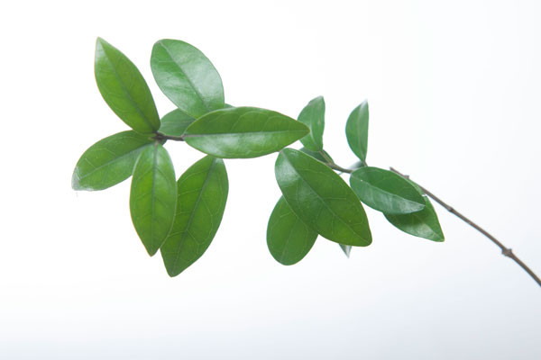 3 loài cây quý giúp phòng ngừa biến chứng tiểu đường không phải ai cũng biết ảnh 2