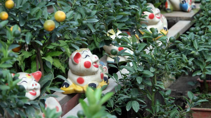 Những món hàng hiếm chơi tết 2019 được các đại gia săn lùng ảnh 3