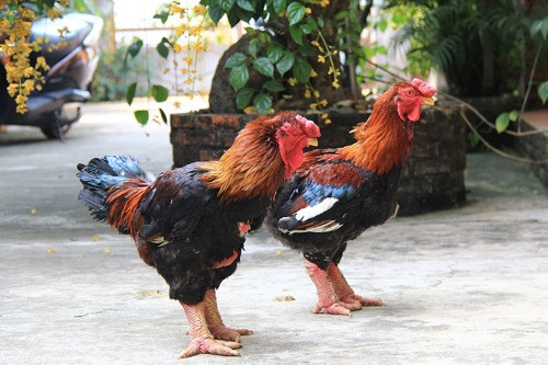 Những món hàng hiếm chơi tết 2019 được các đại gia săn lùng ảnh 5