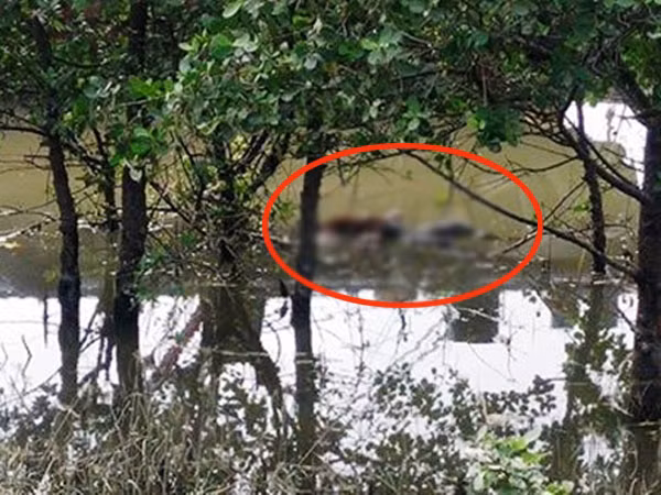 Phát hiện thi thể nữ giới đang phân hủy trôi trên sông ảnh 1