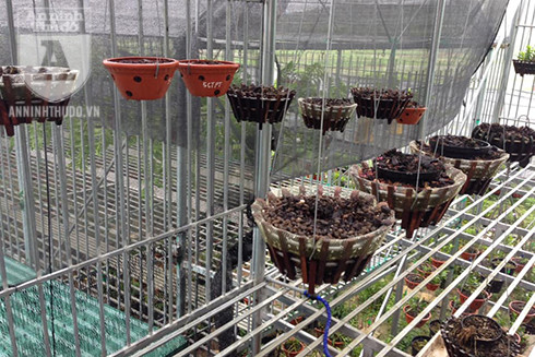 Thủ đoạn hiểm ác của kẻ phá rào trộm cắp hàng chục giò lan quý ảnh 2