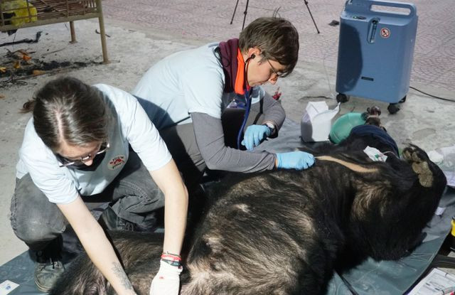 [AUDIO 14-12-2019] Giải cứu con gấu ngựa nặng 140kg bị nhét trong cốp xe taxi ảnh 1