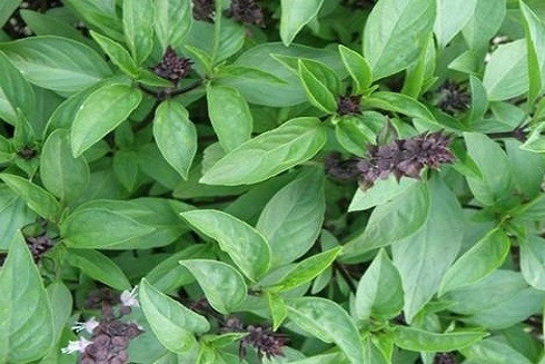 8 phương pháp làm giảm nghẹt mũi đơn giản mà hiệu quả khi thời tiết thay đổi ảnh 2