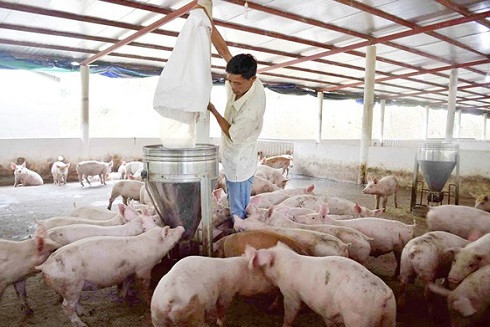 Ngăn chặn dịch tả lợn châu Phi trước nguy cơ lan rộng ảnh 1