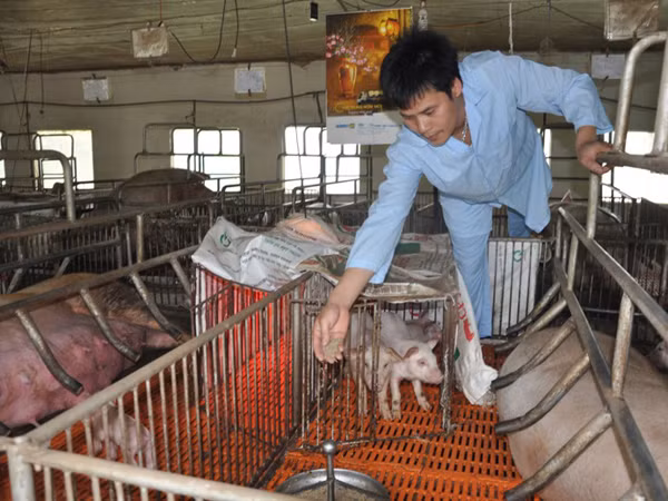 Trên bước đường thành công, không có vết chân của kẻ lười biếng ảnh 1