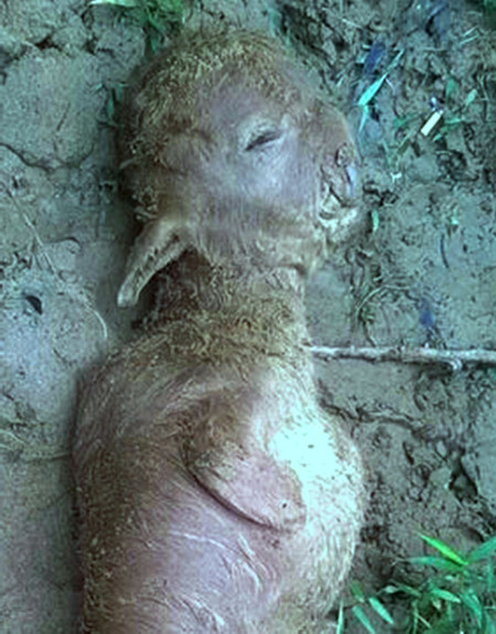 Con bê có khuôn mặt trẻ sơ sinh đã đem chôn còn bị bới lên để phao tin đồn nhảm ảnh 1