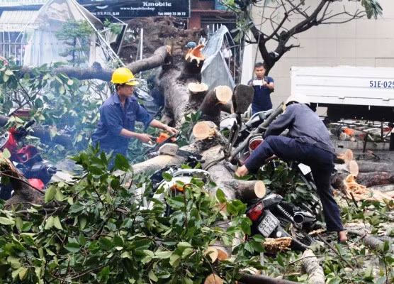 TP.HCM “hỗn loạn” bởi hàng loạt cây xanh bật gốc, đổ trong chiều mưa ảnh 6