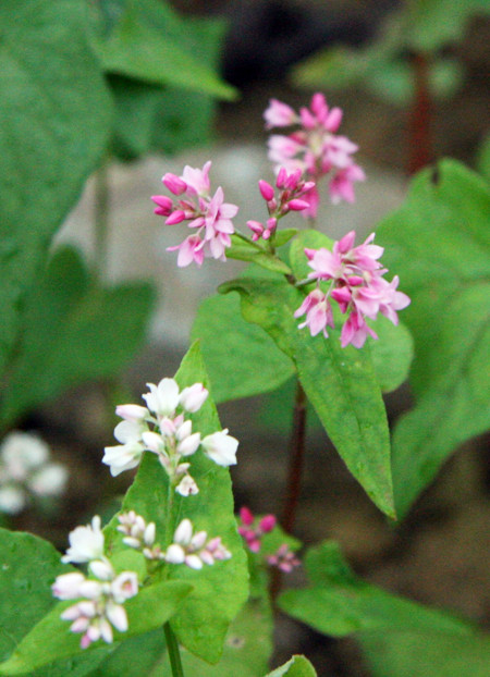 Trải nghiệm nhịp sống trên cao nguyên đá tháng mười ảnh 2