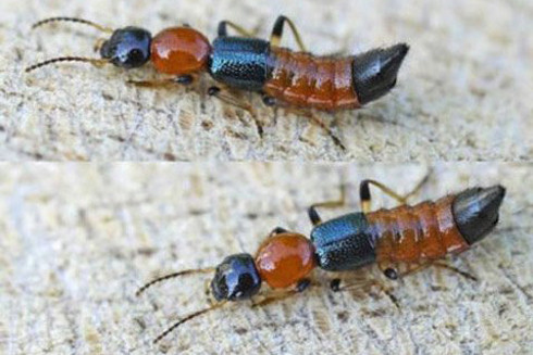 Vào "mùa" kiến ba khoang: Vết cắn giản đơn cũng có thể gây biến chứng ảnh 1