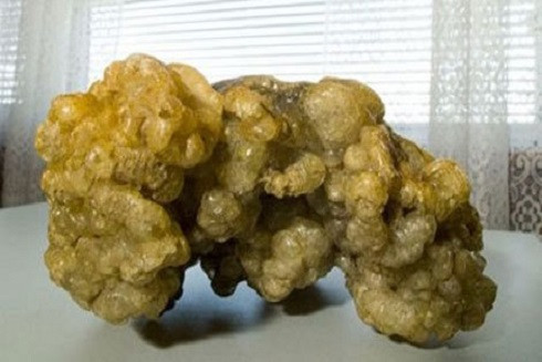 Long diên hương: Vì sao là báu vật của đại dương? ảnh 2