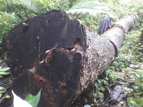 Gia Lai: Khiển trách 2 kiểm lâm, cảnh cáo 3 viên chức công ty lâm nghiệp ảnh 1