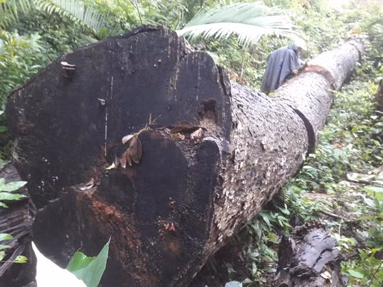 Gia Lai: Khiển trách 2 kiểm lâm, cảnh cáo 3 viên chức công ty lâm nghiệp ảnh 1 Gia Lai: Khiển trách 2 kiểm lâm, cảnh cáo 3 viên chức công ty lâm nghiệp ảnh 1