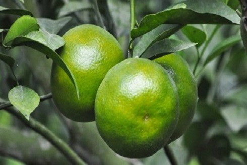 Những mẹo chống say xe hiệu quả không cần dùng thuốc ảnh 2