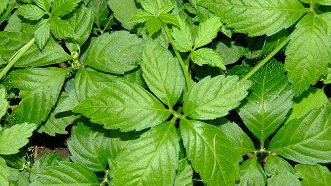 Những mẹo giảm cân tự nhiên mà lại vô cùng hiệu quả ảnh 10 Những mẹo giảm cân tự nhiên mà lại vô cùng hiệu quả ảnh 10