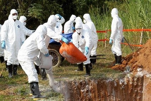 Dịch tả lợn châu Phi lây lan nhanh và nguy hiểm thế nào? ảnh 1